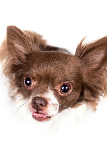 中俄人民付出巨大牺牲赢得伟大胜利