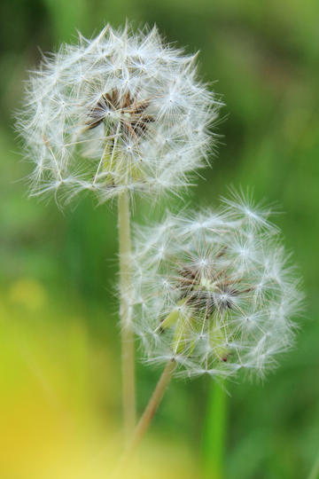 美国 4 月 CPI 同比增长 2.3%，核心 CPI 同比增长 2.8%，该数据说明了什么？