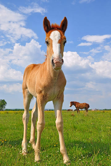 肖战得闲谨制推介会