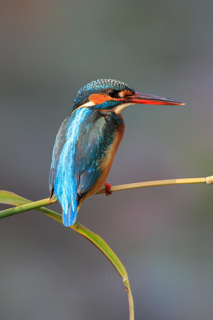 你有没有为1万块拼过命